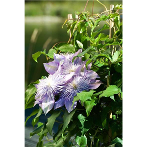 CLEMATIS! CLEMATIS!