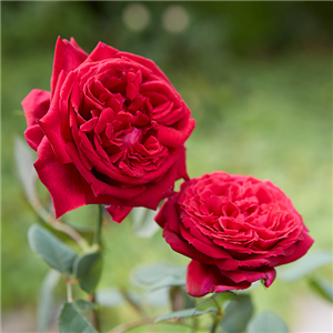 DER DUFT VON ROSEN! DER DUFT VON ROSEN!