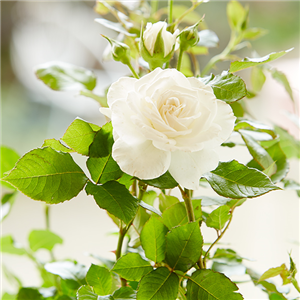 DER DUFT VON ROSEN! DER DUFT VON ROSEN!