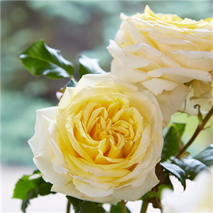 DER DUFT VON ROSEN! DER DUFT VON ROSEN!