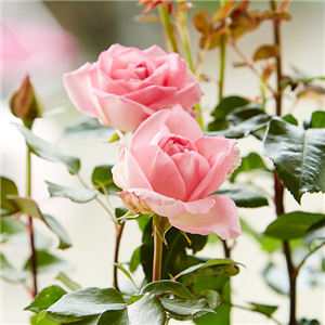 DER DUFT VON ROSEN! DER DUFT VON ROSEN!