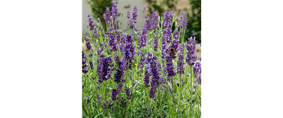 DER DUFT VON ROSEN! DER DUFT VON ROSEN!