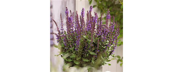 DER DUFT VON ROSEN! DER DUFT VON ROSEN!