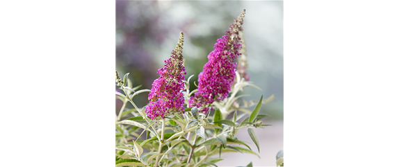 DER DUFT VON ROSEN! DER DUFT VON ROSEN!