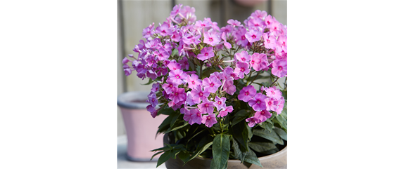 DER DUFT VON ROSEN! DER DUFT VON ROSEN!