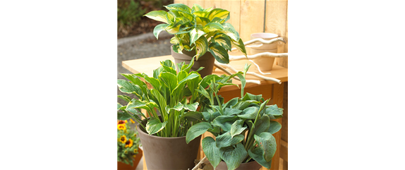 DER DUFT VON ROSEN! DER DUFT VON ROSEN!