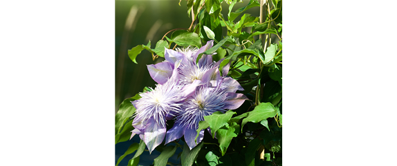 DER DUFT VON ROSEN! DER DUFT VON ROSEN!