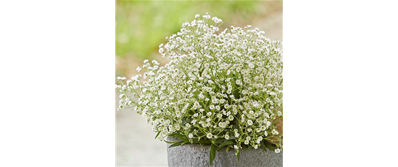 DER DUFT VON ROSEN! DER DUFT VON ROSEN!