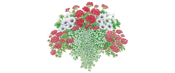 ROTE PFLANZIDEEN ROTE PFLANZIDEEN