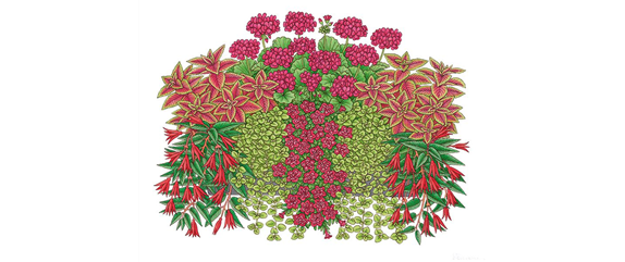 ROTE PFLANZIDEEN ROTE PFLANZIDEEN