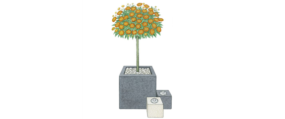 PFLANZIDEEN MIT STäMMCHEN PFLANZIDEEN MIT STäMMCHEN