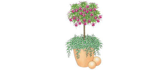 PFLANZIDEEN MIT STäMMCHEN PFLANZIDEEN MIT STäMMCHEN