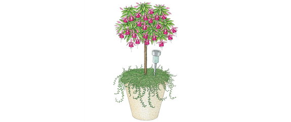 PFLANZIDEEN MIT STäMMCHEN PFLANZIDEEN MIT STäMMCHEN