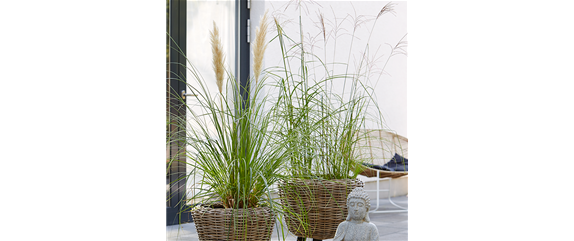 GRäSERSTIMMUNGEN GRäSERSTIMMUNGEN