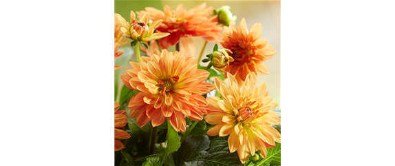 ESSBARE BLüTEN! ESSBARE BLüTEN!