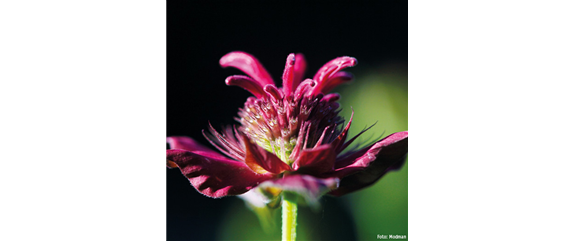 ESSBARE BLüTEN! ESSBARE BLüTEN!