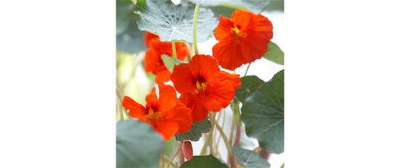 ESSBARE BLüTEN! ESSBARE BLüTEN!