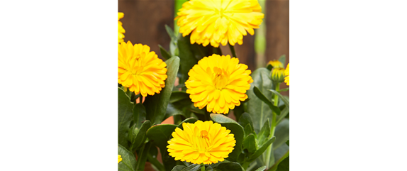 ESSBARE BLüTEN! ESSBARE BLüTEN!