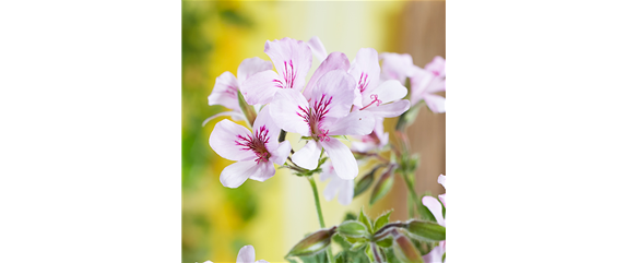 ESSBARE BLüTEN! ESSBARE BLüTEN!