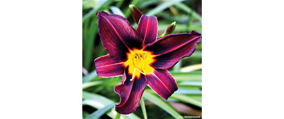 ESSBARE BLüTEN! ESSBARE BLüTEN!