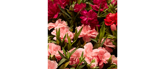 ESSBARE BLüTEN! ESSBARE BLüTEN!