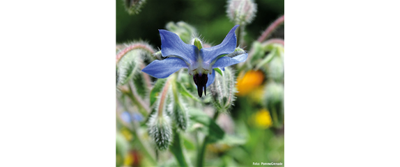 ESSBARE BLüTEN! ESSBARE BLüTEN!