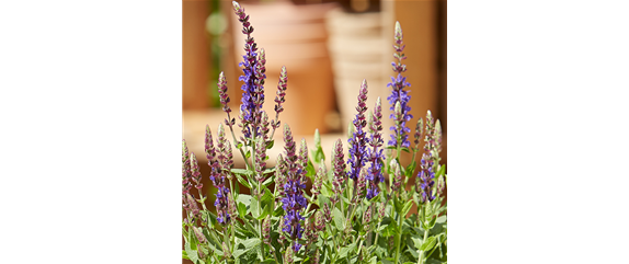 ESSBARE BLüTEN! ESSBARE BLüTEN!