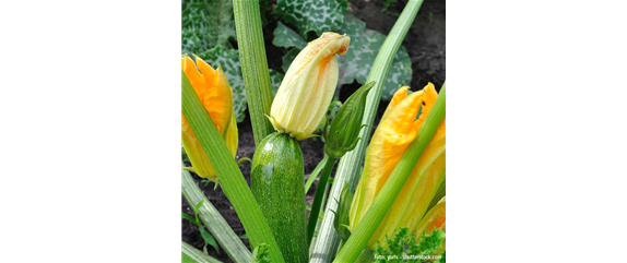 ESSBARE BLüTEN! ESSBARE BLüTEN!