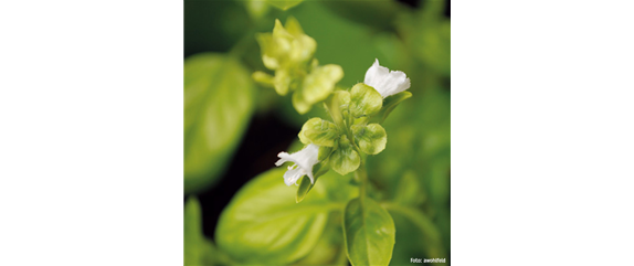 ESSBARE BLüTEN! ESSBARE BLüTEN!