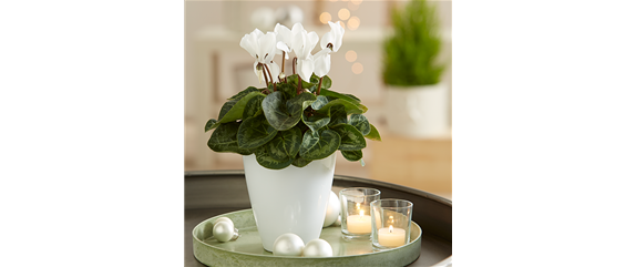 STILVOLL INS RECHTE LICHT GERüCKT! STILVOLL INS RECHTE LICHT GERüCKT!