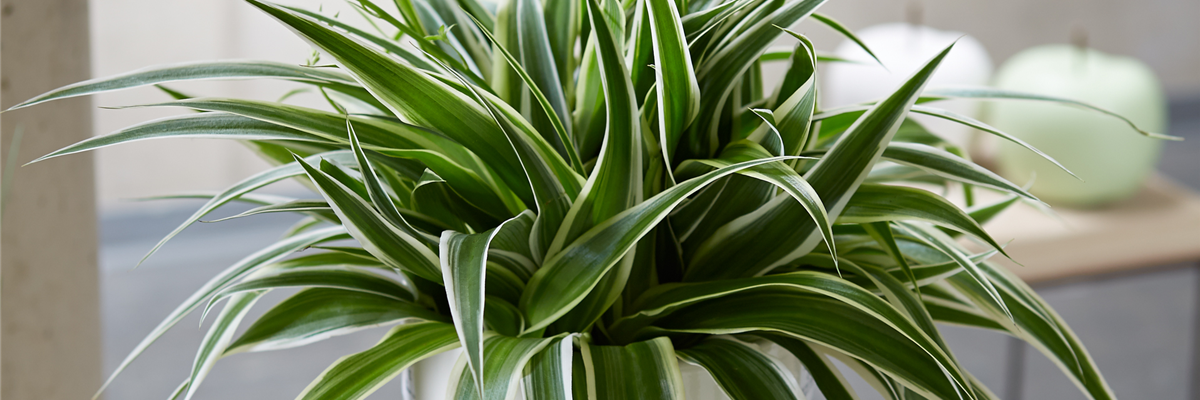 WIE GEHT... LUFTVERBESSERUNG?