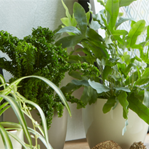 TIPPS FüR HüBSCHE ZIMMERPFLANZEN TIPPS FüR HüBSCHE ZIMMERPFLANZEN