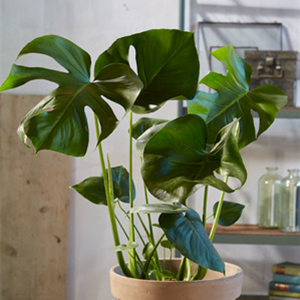 TIPPS FüR HüBSCHE ZIMMERPFLANZEN TIPPS FüR HüBSCHE ZIMMERPFLANZEN