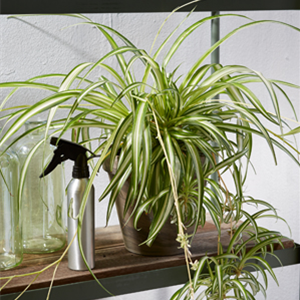 TIPPS FüR HüBSCHE ZIMMERPFLANZEN TIPPS FüR HüBSCHE ZIMMERPFLANZEN