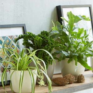 TIPPS FüR HüBSCHE ZIMMERPFLANZEN TIPPS FüR HüBSCHE ZIMMERPFLANZEN