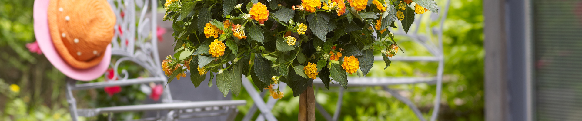 WIE GEHT... KüBEL BEPFLANZEN?