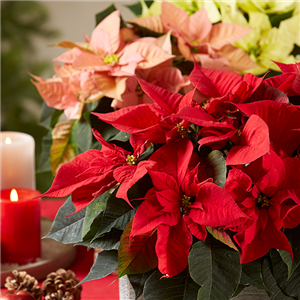 WEIHNACHTSSTERN WEIHNACHTSSTERN