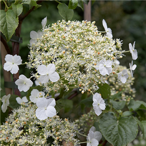KLETTERHORTENSIE KLETTERHORTENSIE