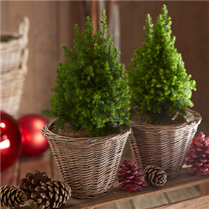 WEIßZEDER WEIßZEDER