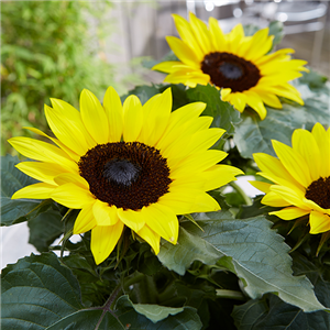 SONNENBLUME SONNENBLUME