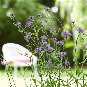 EISENKRAUT EISENKRAUT