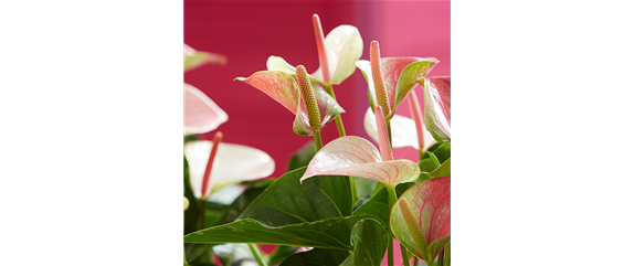 FLAMINGOBLUME FLAMINGOBLUME