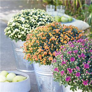 GARTENCHRYSANTHEME GARTENCHRYSANTHEME