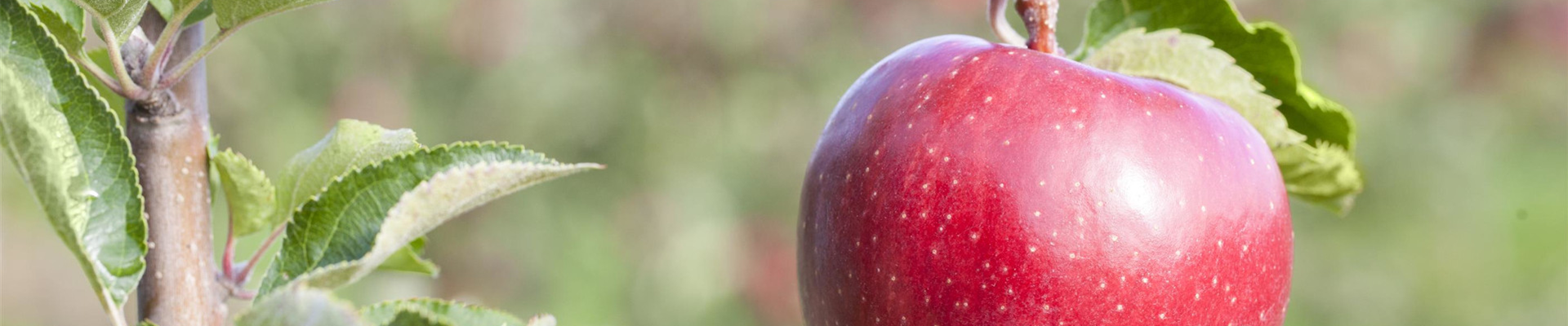 Obstbäume schneiden