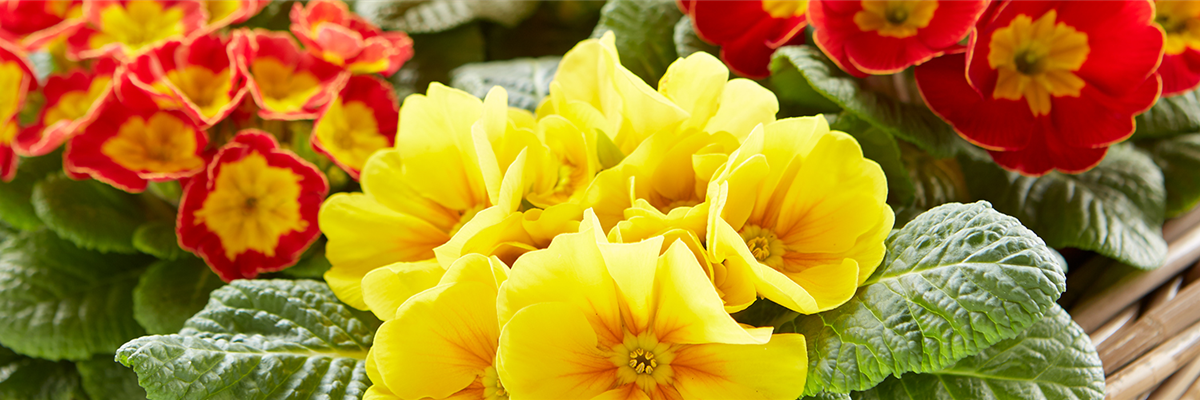 JECKE PFLANZEN UND DEKO