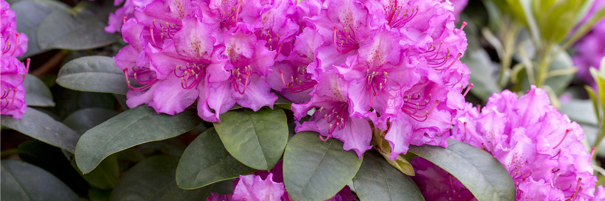 Rhododendron