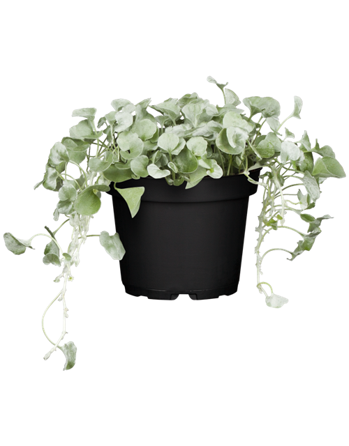 Dichondra argentea T11 - MAUCH QUALITäT Dichondra argentea T11 - MAUCH QUALITäT