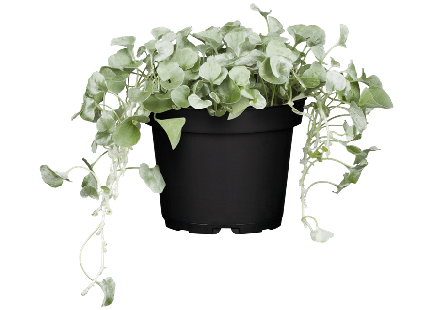 Dichondra argentea T11 - MAUCH QUALITäT Dichondra argentea T11 - MAUCH QUALITäT