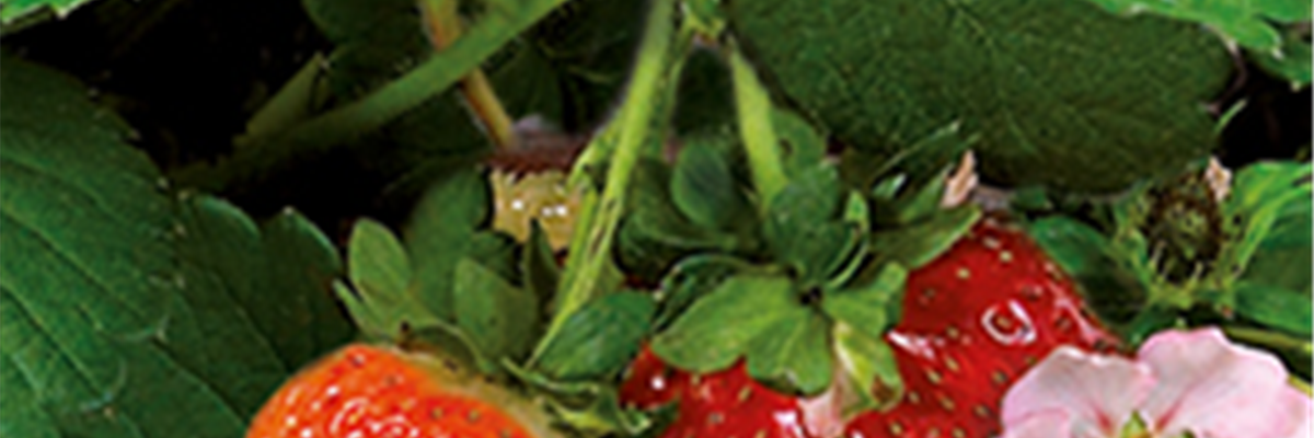 Immertragende Sorten