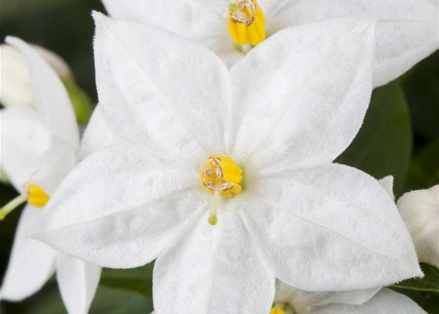 Jasmin